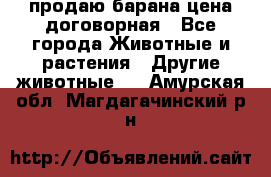 продаю барана цена договорная - Все города Животные и растения » Другие животные   . Амурская обл.,Магдагачинский р-н